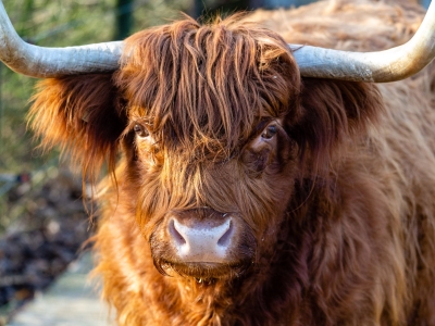 Schotse Hooglander - De Zonnegloed - Dierenpark - Dieren opvangcentrum - Sanctuary